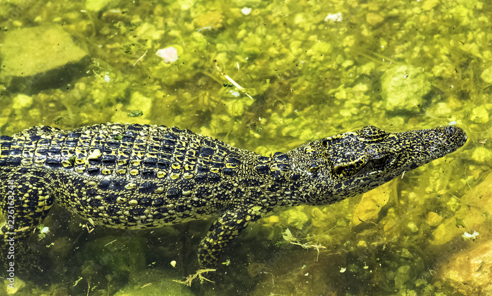 Swimming Cuban crocodile (Crocodylus Rhombifer) is a small species of crocodile endemic to Cuba - Peninsula de Zapata National Park / Zapata Swamp, Cuba Swimming Cuban crocodile (Crocodylus Rhombifer) is a small species of crocodile endemic to Cuba - Peninsula de Zapata National Park / Zapata Swamp, Cuba