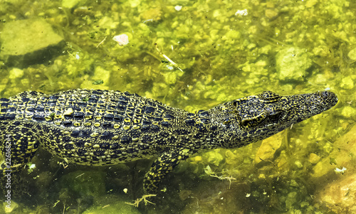 Swimming Cuban crocodile  Crocodylus Rhombifer  is a small species of crocodile endemic to Cuba - Peninsula de Zapata National Park   Zapata Swamp  Cuba
