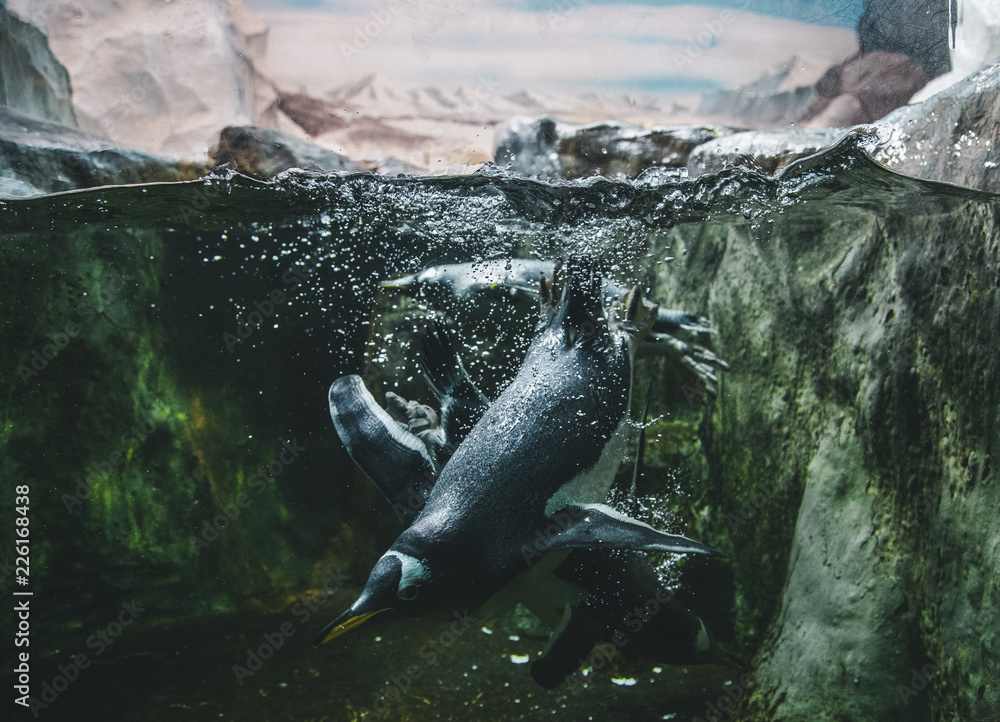 Obraz premium black penguins swim under cold water amid the arctic ice