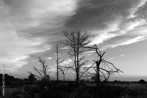 Beautiful Summer sunset landscape image of Ashdown Forest in English countryside black and white image