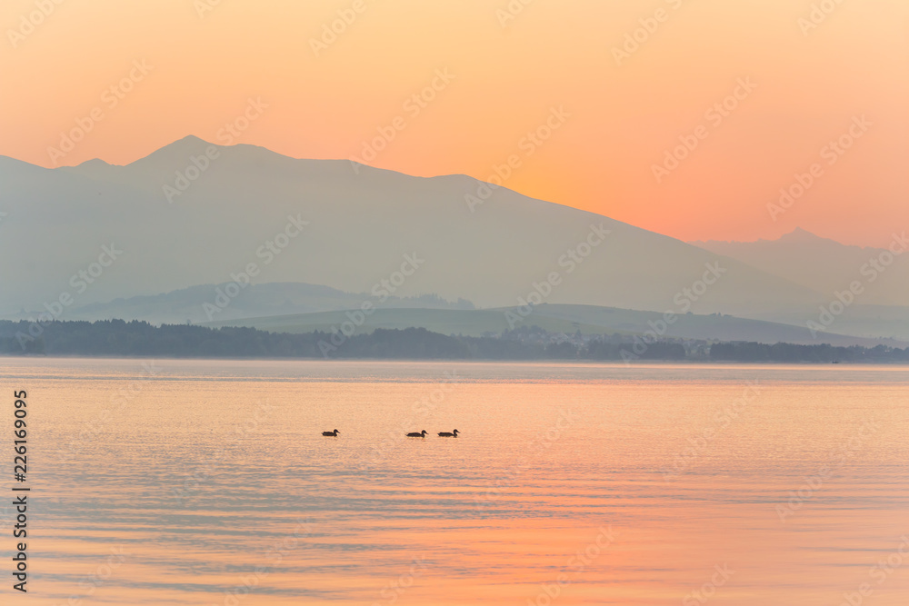 A beautiful morning landscape with ducks swimming in the mountain lake with mountains in distance. Sunset scenery in light colors. Birds in natural habitat. Tatra mountains in Slovakia, Europe.