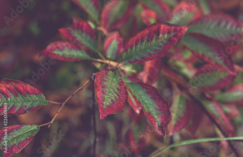 Autumn red leaves on a branch.