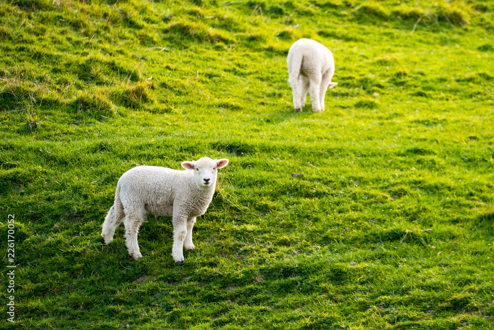 A flock of sheep grazing on the green farm. Fresh sunny with a warm light day. A flock of sheep grazing on the green farm. Fresh sunny with a warm light day.
