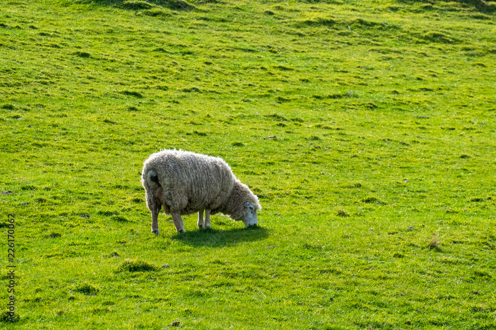 Fototapeta premium A sheep grazing on the green farm. Fresh sunny with a warm light day.