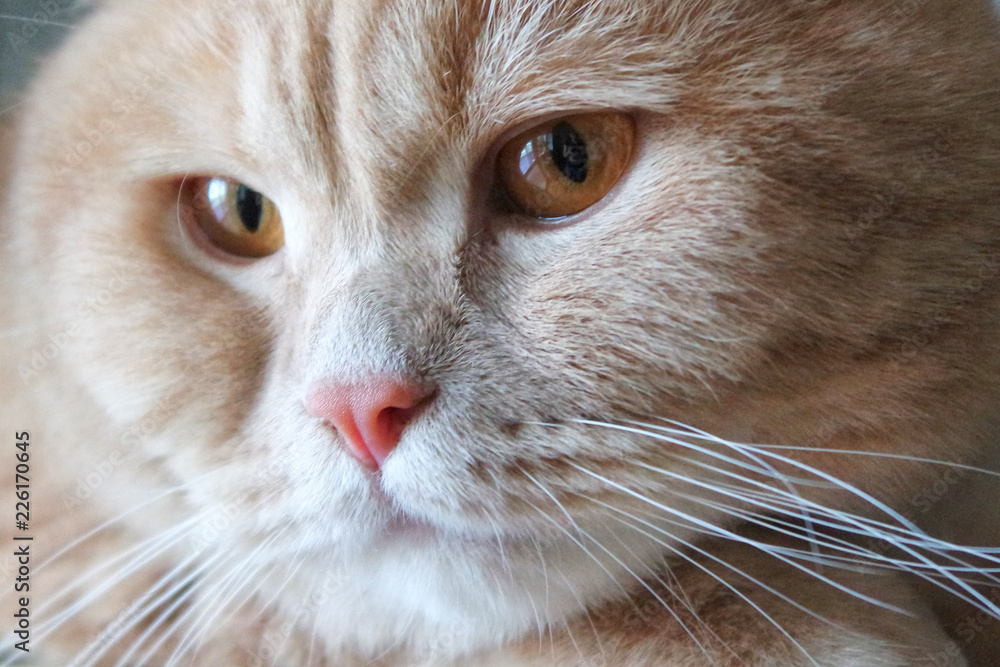 cat persian close up cat persian close up