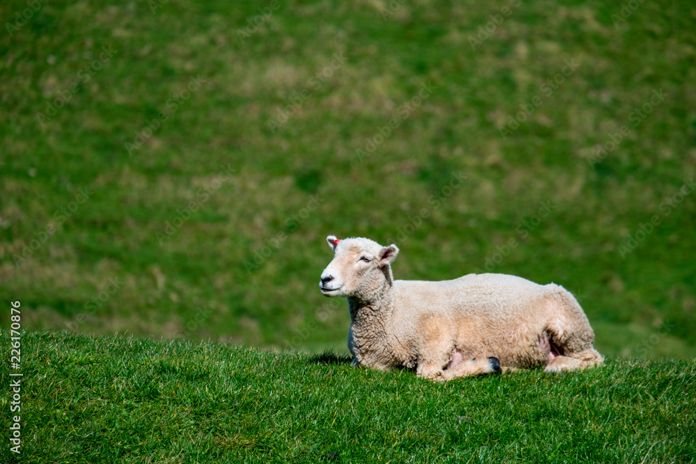 A sheep grazing on the green farm. Fresh sunny with a warm light day. A sheep grazing on the green farm. Fresh sunny with a warm light day.