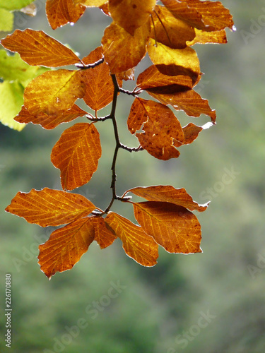 Detalle de hojas de haya en un bosque en otoño. Valle del Tena, Huesca.