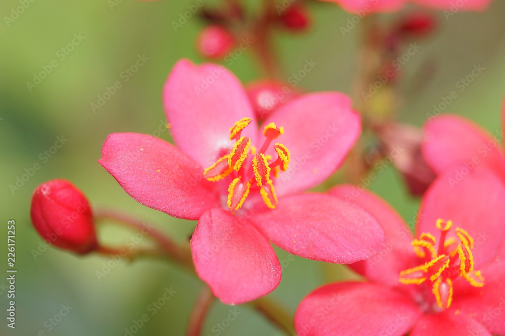 Beautiful flowers from nature.