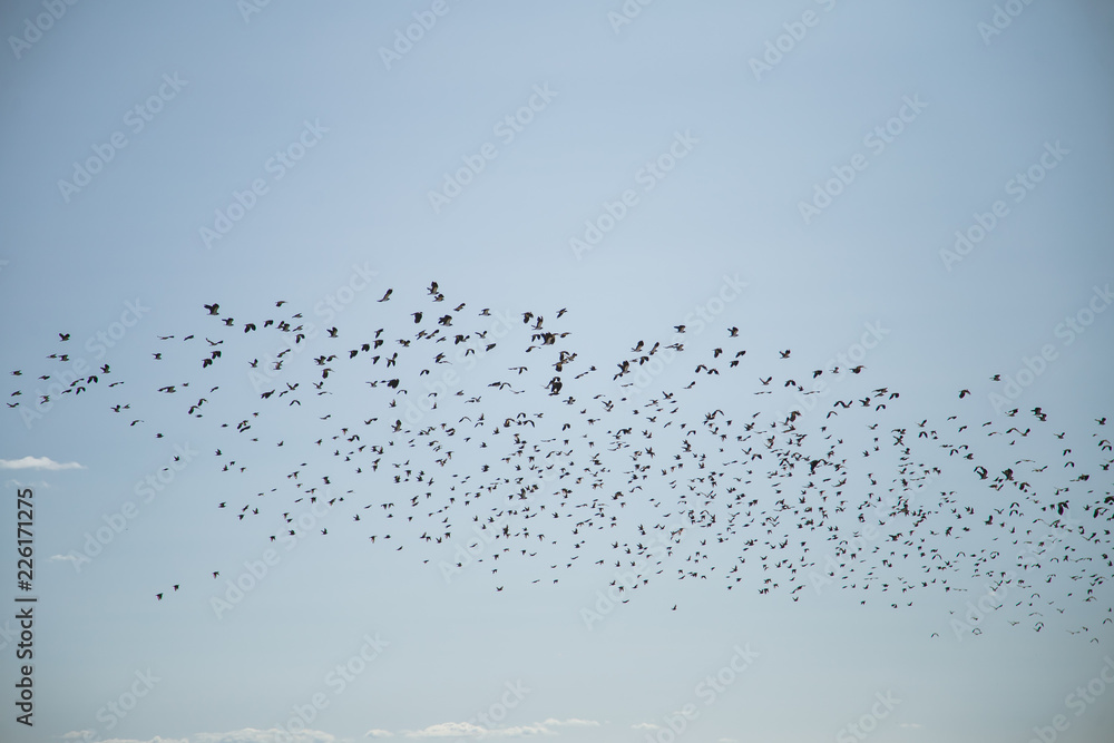 Starlings and lapwings ready for migration over the field. Flock of birds flying to south in autumn. Murmuration. Rural landscape with birds. Starlings and lapwings ready for migration over the field. Flock of birds flying to south in autumn. Murmuration. Rural landscape with birds.