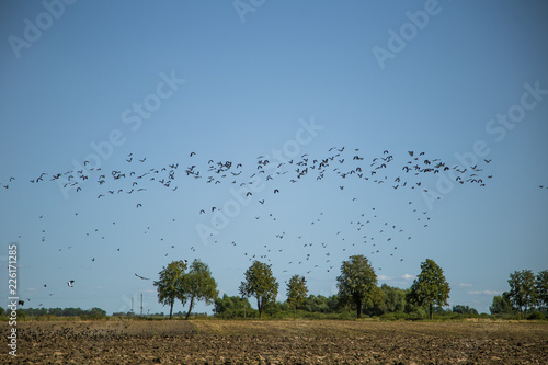 Starlings and lapwings ready for migration over the field. Flock of birds flying to south in autumn. Murmuration. Rural landscape with birds.