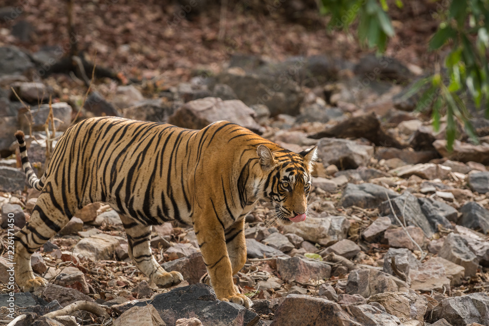 Obraz premium A tigress on move for territory marking in a dry deciduous forest of Ranthambore tiger reserve, India