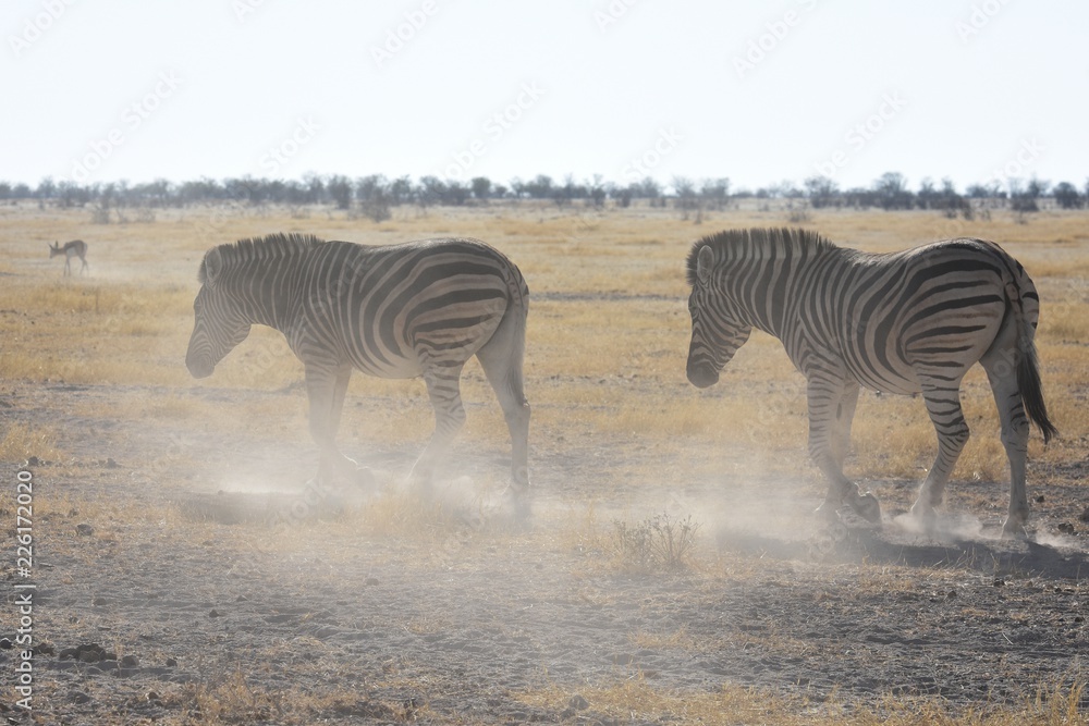 Obraz premium Steppenzebas (Equus quagga) im Etosha Nationalpark in Namibia