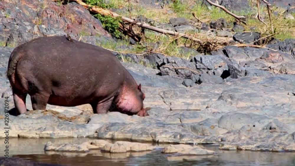 Hippopotamuses in the Serengeti National Park, Safari, Tanzania, East Africa Hippopotamuses in the Serengeti National Park, Safari, Tanzania, East Africa