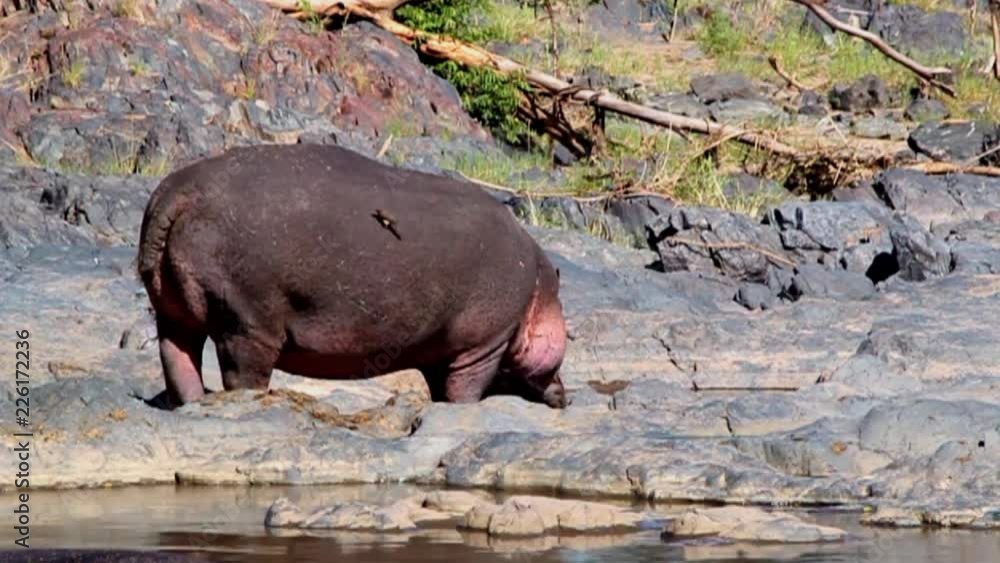 Hippopotamus in the Serengeti National Park, Tanzania Hippopotamus in the Serengeti National Park, Tanzania
