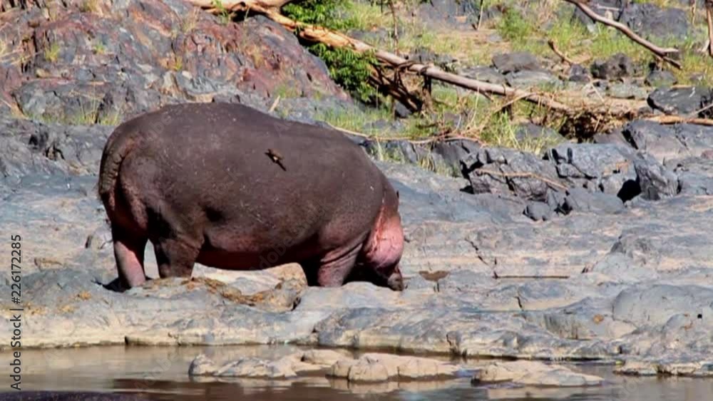 Hippopotamus in the Serengeti National Park, Tanzania Hippopotamus in the Serengeti National Park, Tanzania
