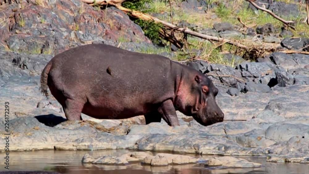 Hippopotamus in the Serengeti National Park, Tanzania Hippopotamus in the Serengeti National Park, Tanzania