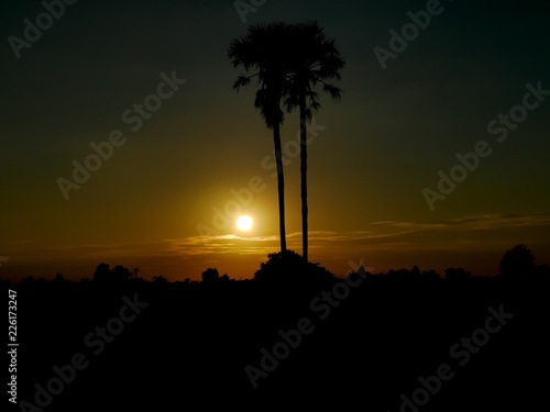 sun sets behind a coconut tree