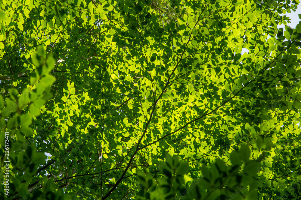 A beautiful close look at the tree in montains. Mountain landscape with natural trees in forest. Tatra mountains in Slovakia, Europe. A beautiful close look at the tree in montains. Mountain landscape with natural trees in forest. Tatra mountains in Slovakia, Europe.