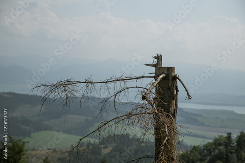 A beautiful close look at the tree in montains. Mountain landscape with natural trees in forest. Tatra mountains in Slovakia, Europe. photo