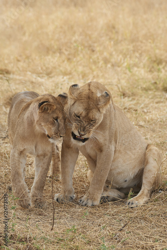 Fototapeta Naklejka Na Ścianę i Meble -  Leoni e cuccioli