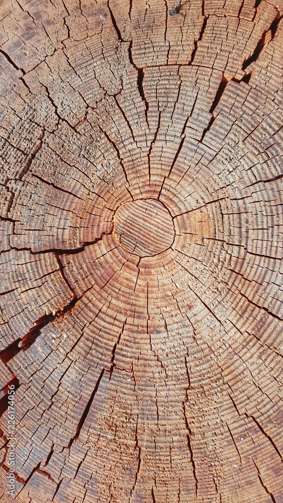 Fototapeta premium Holztextur - Altersringe