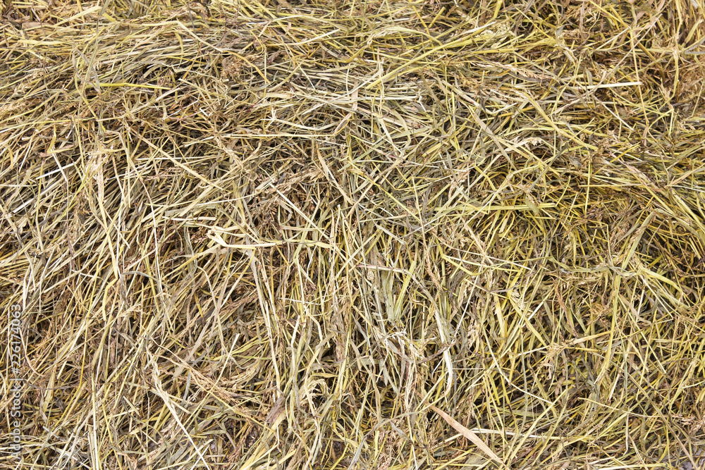 Dry hay Dry hay