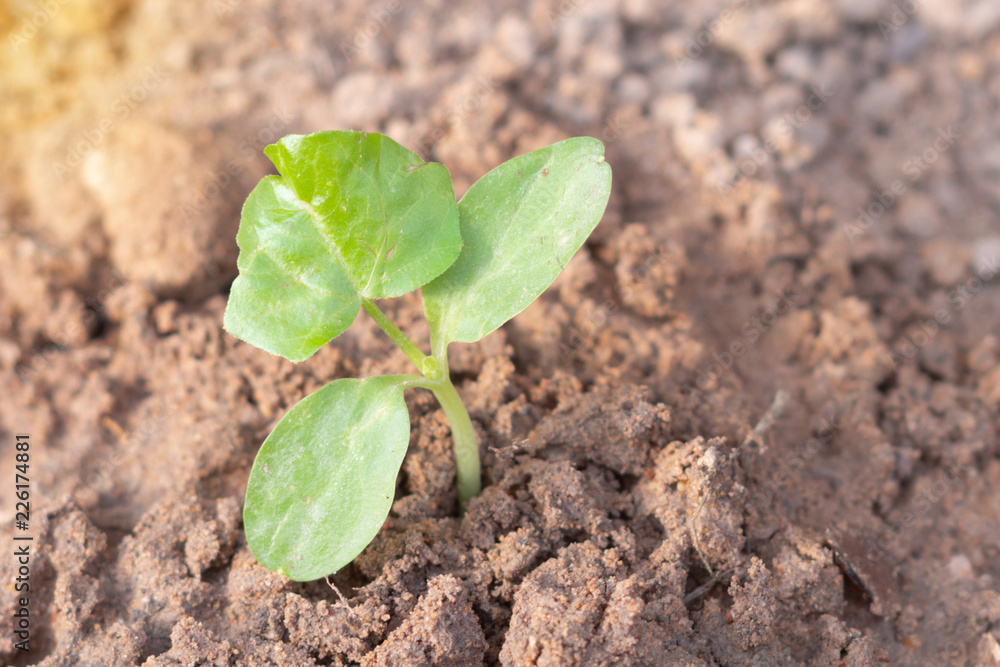 A small plant on the soil with blurred background A small plant on the soil with blurred background
