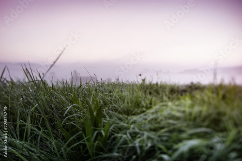 gras feld im nebel