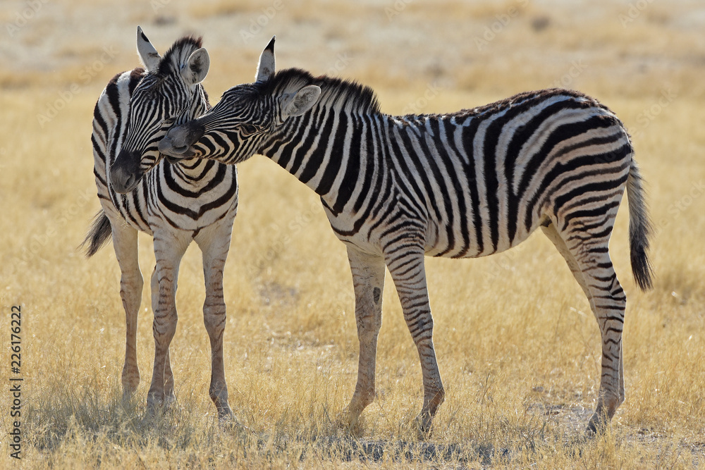Obraz premium Steppenzebras (Equus quagga) im Etosha Nationalpark (Namibia)