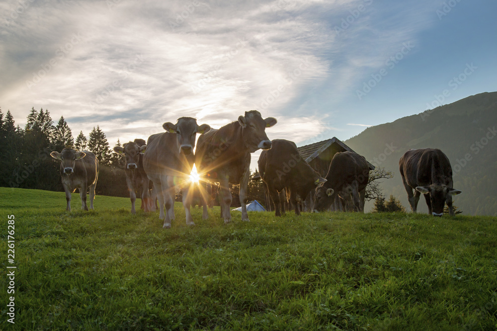 Obraz premium Allgäu - Kühe - Abendsonne - Stimmung - Herbst