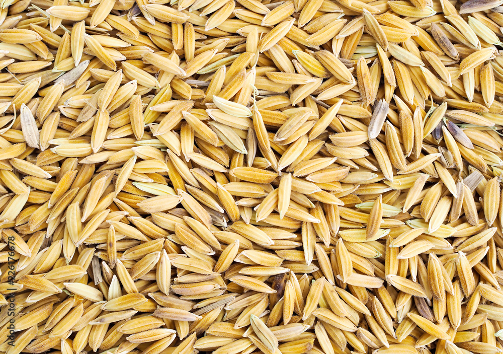 Paddy seed rice nature texture background