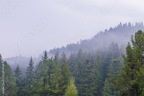.fog in the trees, in the forest, sunset, dawn, overcast, nature, paddling © Serhii  Holdin