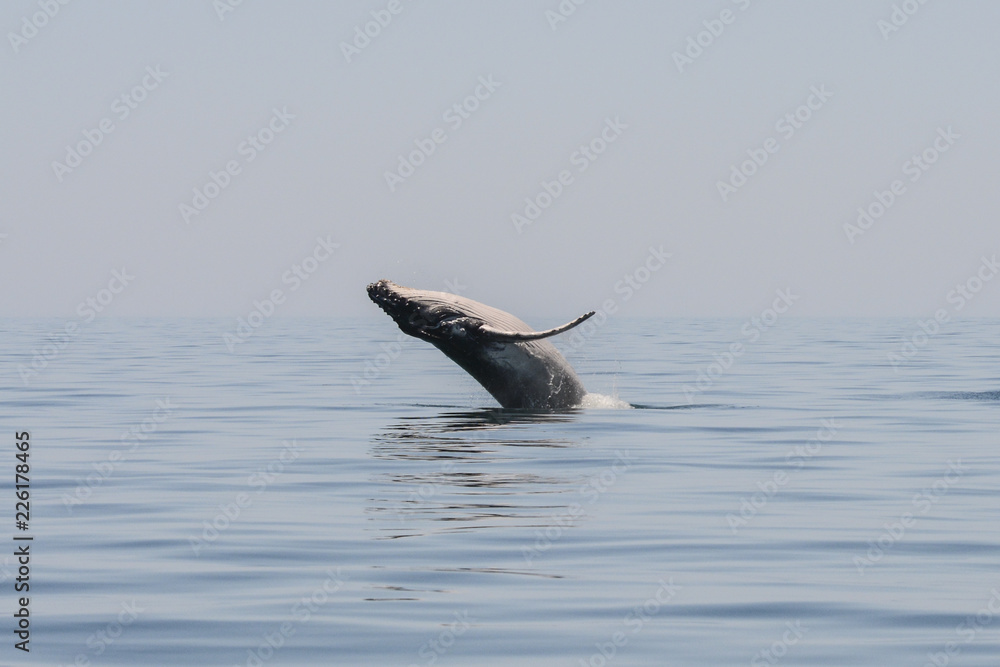 Fototapeta premium Breaching Humpback