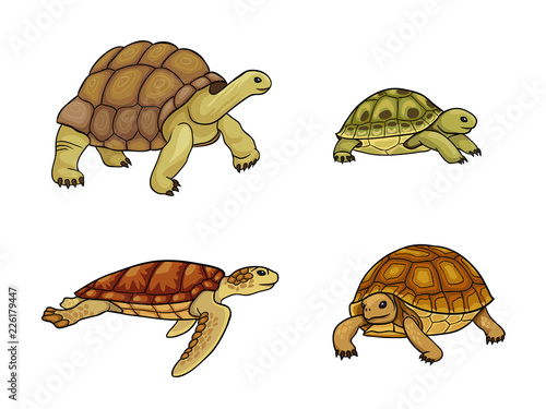 Tortoise and turtle - vector illustration
