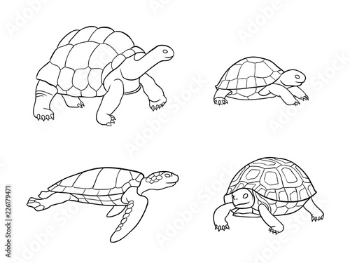 Tortoise and turtle in outlines - vector illustration
