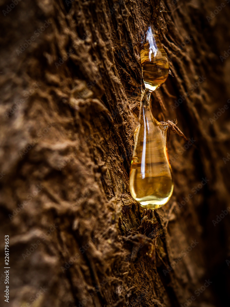 Resin of wood Resin of wood