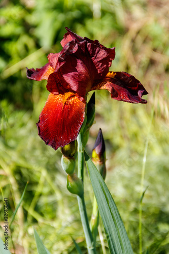 Fototapeta Naklejka Na Ścianę i Meble -  Beautiful iris flower on flowerbed in garden