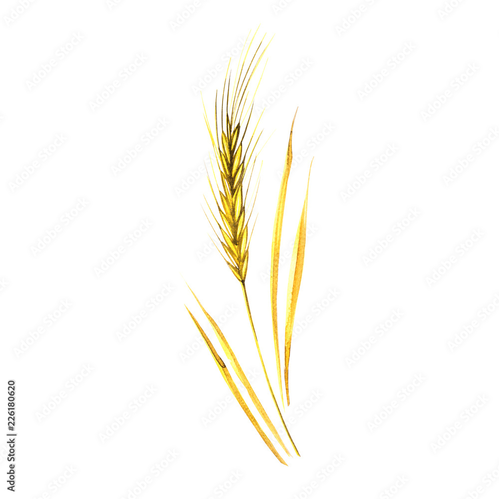 Fototapeta premium Watercolor spikelets of rye product illustration. Painted isolated natural food on white background