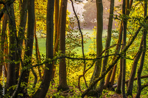 Autumn sunset glow in Fore Wood, Crowhurst, East Sussex, England photo