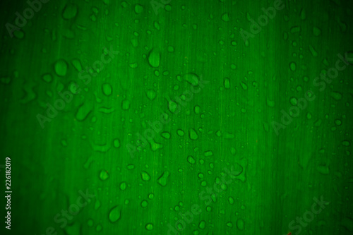 Natural background fresh green leaf texture and water drops