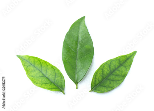 Green leaf isolated on the white background © akkalak