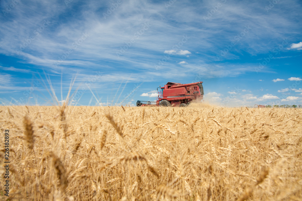 Fototapeta premium combine harvester mowing grain