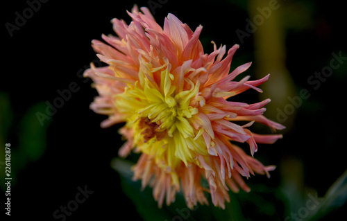 Fototapeta Naklejka Na Ścianę i Meble -  amazing dahlia in the garden, close up