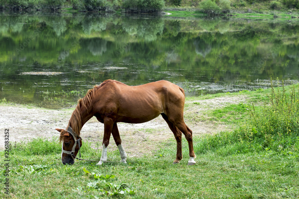 brown horse grazing on the Bank of the river brown horse grazing on the Bank of the river