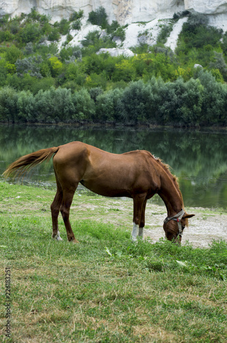 horse grazing on the Bank of the river
