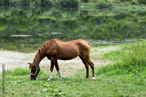 brown horse grazing on the Bank of the river
