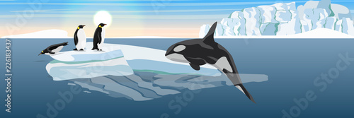 A large killer whale jumps out of the water onto the ice floe. Hunting for penguins. The glacier and the ice-break from it, floating in the dark cold sea. Vector landscape of the Antarctic.