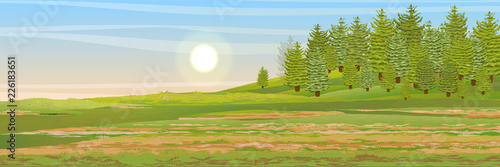 Fir forest on a hill. Meadow. Vector illustration