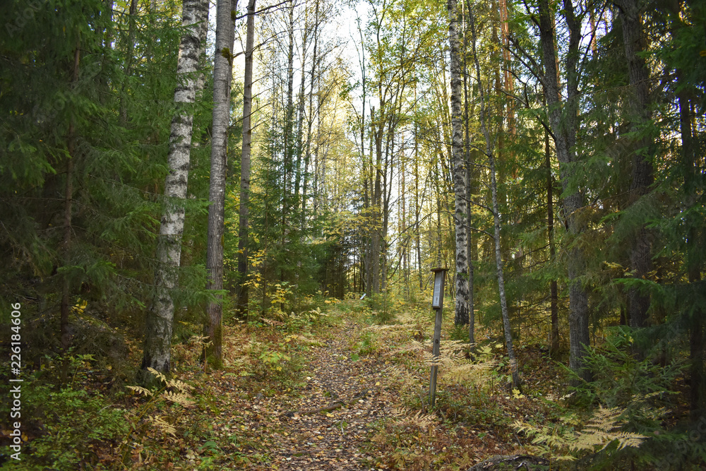 Into the woods in autumn and learning something new. Signs which tell something about what's within that area of the forest was put to guide and inform the hikers. Into the woods in autumn and learning something new. Signs which tell something about what's within that area of the forest was put to guide and inform the hikers.