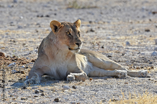 Fototapeta Naklejka Na Ścianę i Meble -  Löwin (panthera leo) am Wasserloch Gemsbokvlakte im Etosha Nationalpark (Namibia)